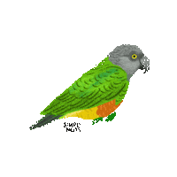 Vegan Cashew Sticker by Simplynuts