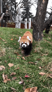 buildingourzoo animals red panda buildingourzoo yegzoo GIF