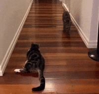 Kitty Cats Cat GIF