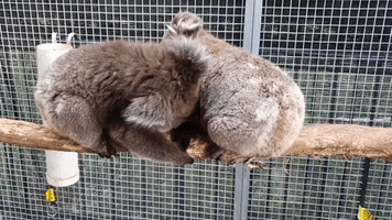 Koala Joeys Wrestle at Rescue Facility in Adelaide