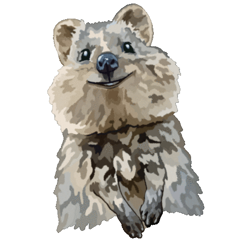 Cute Animal Quokka Sticker