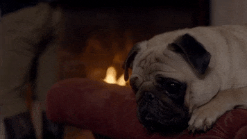 Sad Dog GIF by Poldark