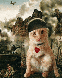 Funny Cat GIF