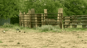 Adc The Walking Dead GIF by AMC Latinoamérica
