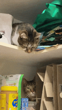 Kiss Kiss Hello GIF