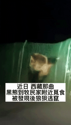 cuteanimalland giphyupload GIF