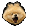 thorpompup angry tired lion rawr Sticker