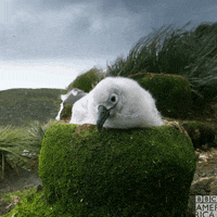 Bird Ugh GIF by BBC America