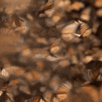 art flying GIF