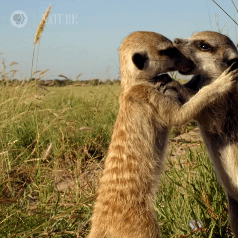 Pbs Nature Animales GIF by Nature on PBS