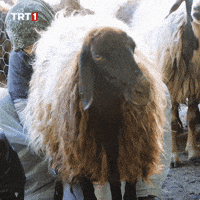 Eyes What GIF by TRT