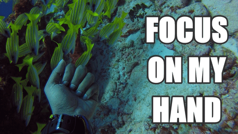 scuba GIF