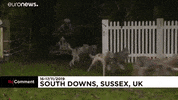 Sled Dogs GIF by euronews