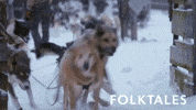 Sled Dog Running GIF by Magnolia Pictures