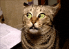 funny cat GIF