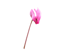 Flowers Sticker by noctis