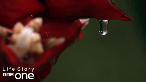 bbc one wildlife GIF by BBC