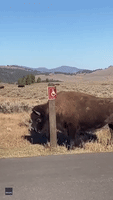 That's the Spot: Bison Scratches an Itch at Yellowstone National Park