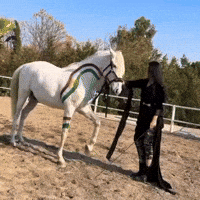 Horse Flag GIF