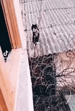 primulax giphyupload GIF