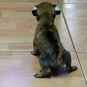 asdafil giphygifmaker GIF