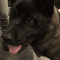 dog show GIF by Westminster Kennel Club
