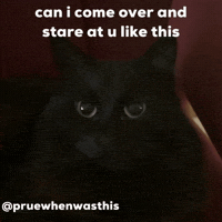 Cat Kitty GIF