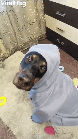Dog Disguise GIF by ViralHog