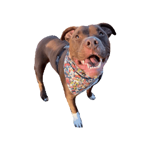 Pitbull Pit Sticker by Geekster Pets