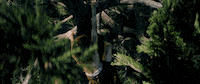 bryce dallas howard disney GIF by Disney’s Pete’s Dragon