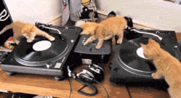 kitties GIF