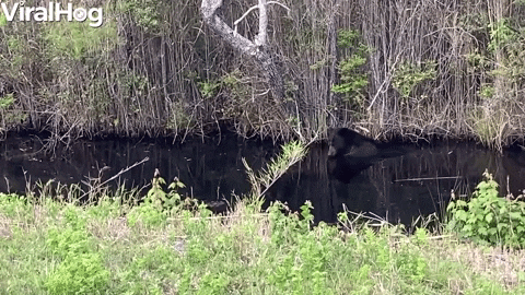 Big Black Bear Bathes In Swamp Before Bailing1 GIF by ViralHog