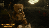 Paddington Bear GIF by STUDIOCANAL