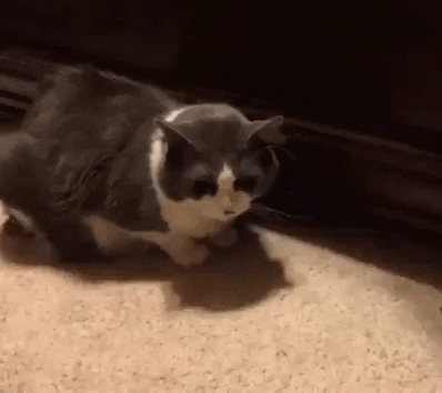 cute cats GIF