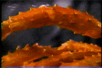 p_spurlock preston spurlock GIF