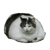 fat STICKER by imoji