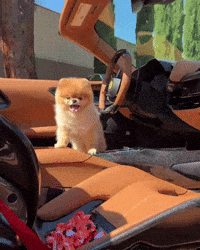 Super Car Cute Dog GIF