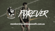 darren millane afl GIF by CollingwoodFC