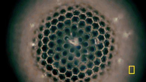 one strange rock GIF by National Geographic Channel