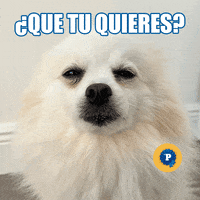GIF by PEDIGREE US
