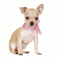 Dog Psy GIF