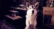 confused dog GIF