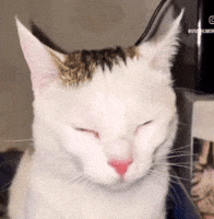Cracking Up Smile GIF