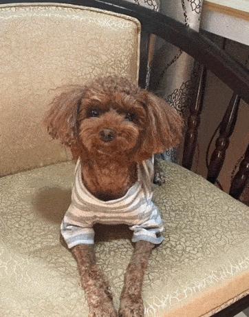 cuteanimalland giphyupload GIF