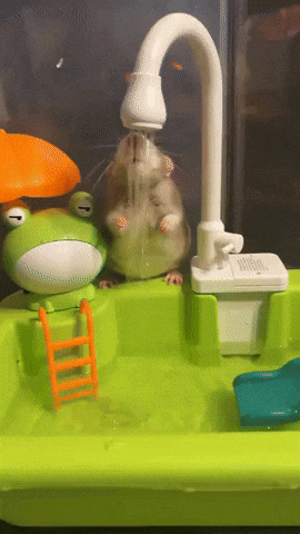 kingkaps7 giphyupload kingkaps7 his name is cheez and its shower time GIF