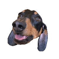 dachshund frankie Sticker by DopeDog