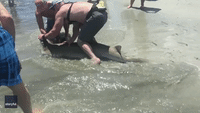 Fishermen Remove Hook From Shark's Mouth at New Jersey Beach