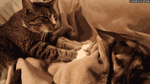 dog massage GIF by Cheezburger
