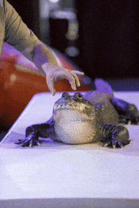 Wild Things Alligator GIF by Green Valley Community Church