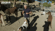 Dogwhisperer GIF by National Geographic Channel